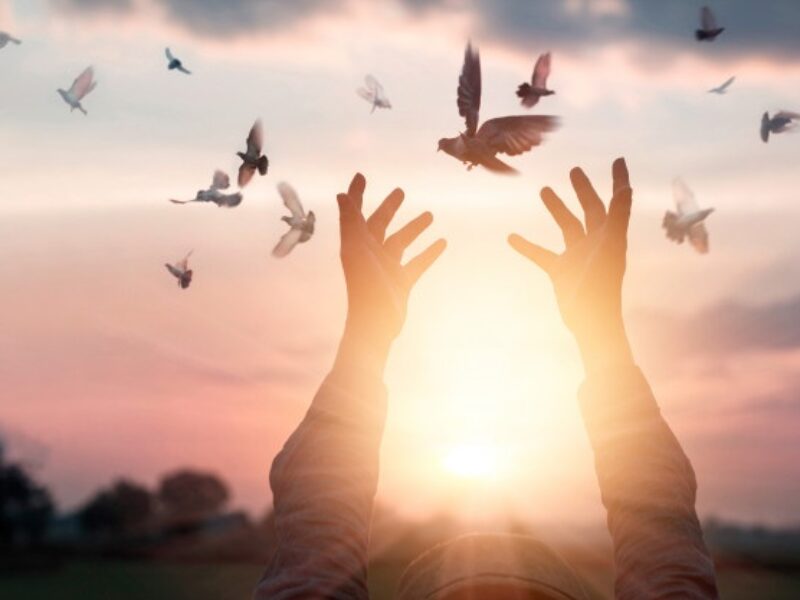 woman-praying-free-bird-enjoying-nature-sunset-background-hope-concept_34200-256